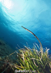 Did you see this posidonia's pipe fish? This specie of sy... by Fuster Luc 